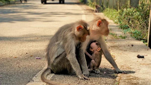 Bayi Monyet Yang Baru Lahir Dengan Ibu Dan Ayah — Stok Foto