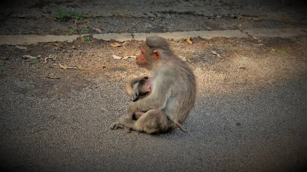 Bayi Monyet Yang Baru Lahir Dengan Ibu — Stok Foto