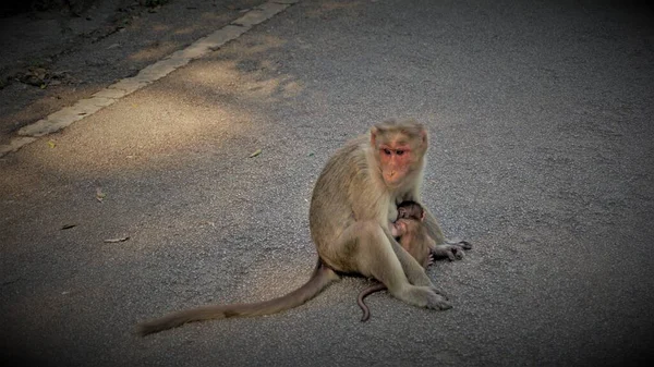 Mono Bebé Recién Nacido Con Madre — Foto de Stock