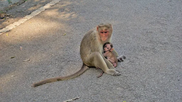 Bayi Monyet Yang Baru Lahir Dengan Ibu — Stok Foto
