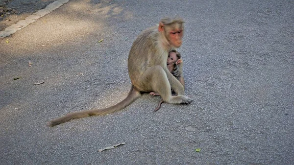 Mono Bebé Recién Nacido Con Madre — Foto de Stock