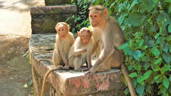 Jumeaux Bébés Singes Assis Sur Mur Avec Leur Mère — Photo