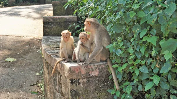 Twin Baby Monkeys Sitting Wall Mother — Stock Photo, Image