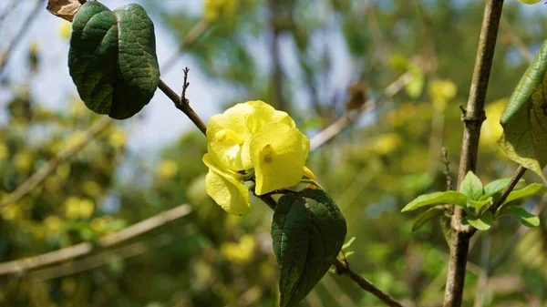 Color Amarillo Flor Planta Sombrilla China Nombre Botánico Holmskioldia Sanguinea —  Fotos de Stock