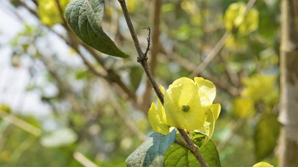 Gele Kleur Chinese Hatplant Bloem Botanische Naam Holmskioldia Sanguinea Gespot — Stockfoto