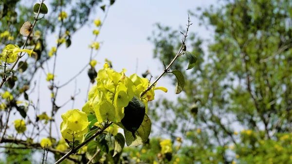 Colore Giallo Fiore Pianta Cappello Cinese Nome Botanico Holmskioldia Sanguinea — Foto Stock