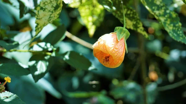 Abutilon Pictum Även Känd Som Kinesisk Lykta Målade Indiska Malva — Stockfoto