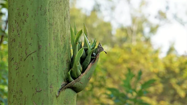 Cachorros Agave Saliendo Planta Madre Estas Plantas Extienden Sin Floración —  Fotos de Stock