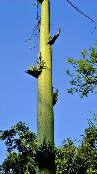 Agave Welpen Knallen Aus Mutterpflanze Diese Pflanzen Verbreiten Sich Ohne — Stockfoto