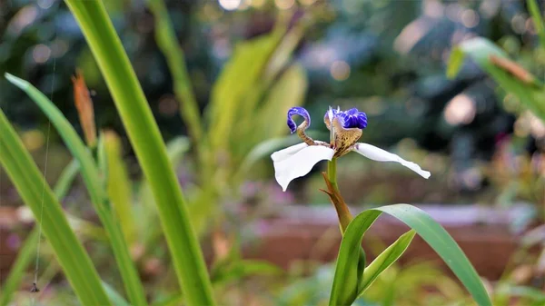 Neomarica Gracilis Znana Również Jako Brazilian Walking Iris Lub Lilia — Zdjęcie stockowe