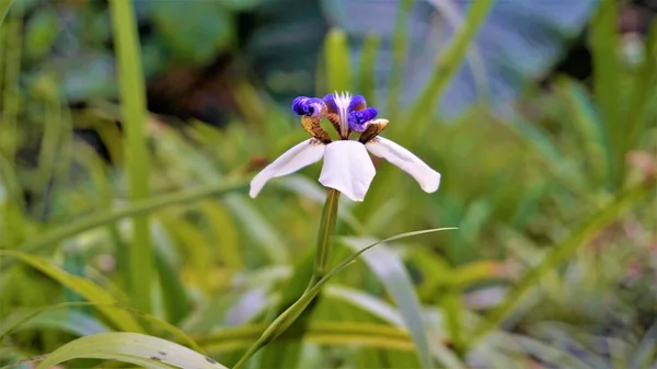 Neomarica Gracilis También Conocida Como Iris Lirio Caminante Brasileño Trimezia —  Fotos de Stock