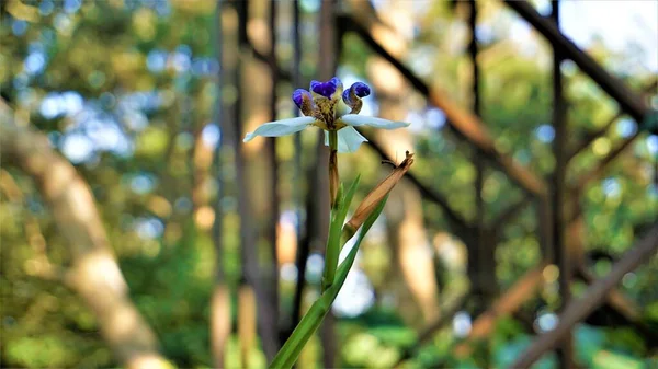 Neomarica Gracilis Znana Również Jako Brazilian Walking Iris Lub Lilia — Zdjęcie stockowe