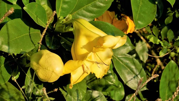 Solandra Maxima Επίσης Γνωστή Hawaiian Lilly Golden Chalice Vine Εντοπίστηκε — Φωτογραφία Αρχείου