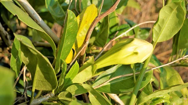 Solandra Maxima También Conocida Como Hawaiian Lilly Golden Chalice Vine — Foto de Stock