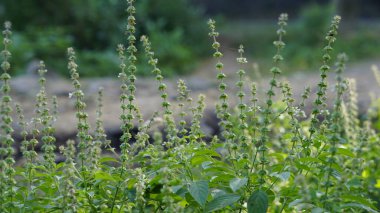 Ocimum americanum, doğal yeşil arka planına sahip Tamil dilinde Kattu thulasi olarak adlandırılır. Thuckalay, Kanyakumari bölgesi, Tamilnadu, Hindistan 'da bulundu.