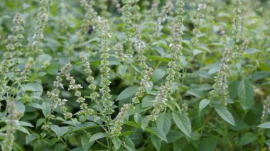 Ocimum americanum, doğal yeşil arka planına sahip Tamil dilinde Kattu thulasi olarak adlandırılır. Thuckalay, Kanyakumari bölgesi, Tamilnadu, Hindistan 'da bulundu.