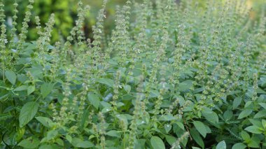 Ocimum americanum, doğal yeşil arka planına sahip Tamil dilinde Kattu thulasi olarak adlandırılır. Thuckalay, Kanyakumari bölgesi, Tamilnadu, Hindistan 'da bulundu.