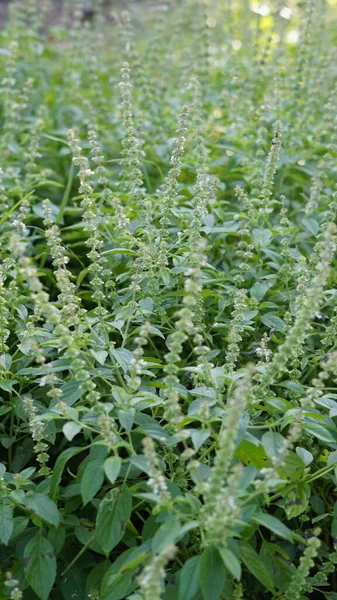 Ocimum Americanum Chiamato Kattu Thulasi Lingua Tamil Con Suo Sfondo — Foto Stock