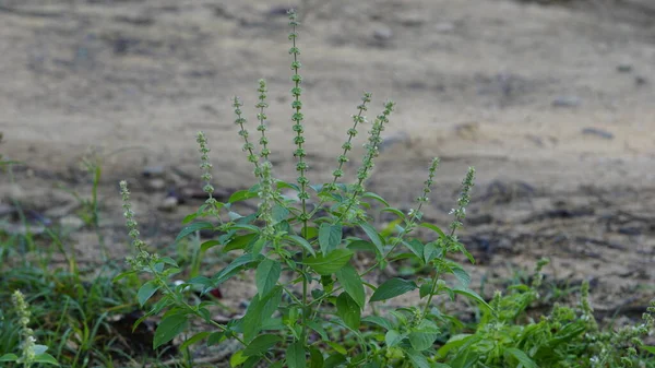 Ocimum Americanum Llamado Kattu Thulasi Tamil Con Fondo Verde Natural — Foto de Stock