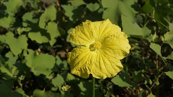 Närbild Gul Blomma Frã Xten Luffa Cylindrisk Ocksã Som Sponge — Stockfoto