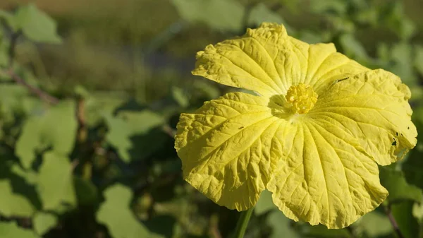 Närbild Gul Blomma Frã Xten Luffa Cylindrisk Ocksã Som Sponge — Stockfoto