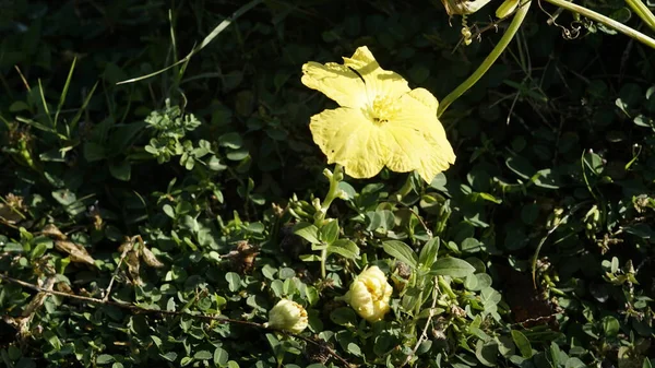 紫花苜蓿圆柱形植物的黄色花朵 也被称为海绵葫芦 攀缘葵 迪什布 迪什拉格 埃及紫花苜蓿 光滑紫花苜蓿 在印度泰米尔纳德邦Kanyakumari发现 — 图库照片