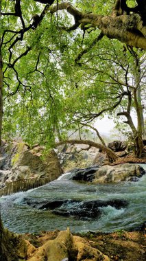 Hogenakkal 'ın güzel manzaraları, Tamilnadu, Hindistan. Bangalore City 'den 120 kilometre uzakta bir turistik yer. En iyi bir günlük piknik yeri.