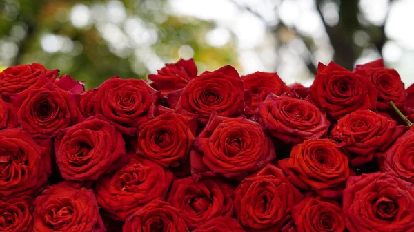 Close Van Rode Rozen Achtergrond Natuurlijke Textuur Van Symbool Van — Stockfoto