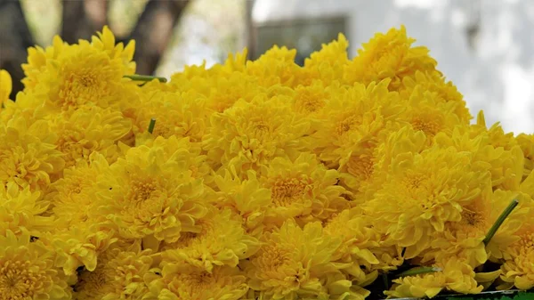 Bir Grup Hint Kasımpatı Çiçeğinin Yakın Plan Çekimi Doğal Doku — Stok fotoğraf