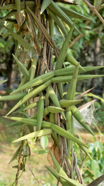 Semillas Periploca Laevigata Planta Con Flores Familia Apocynaceae Nativa Cabo —  Fotos de Stock