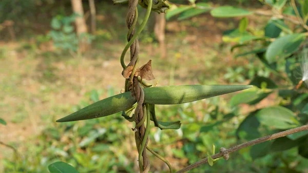 Semillas Periploca Laevigata Planta Con Flores Familia Apocynaceae Nativa Cabo —  Fotos de Stock