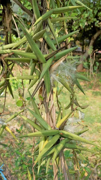 Semillas Periploca Laevigata Planta Con Flores Familia Apocynaceae Nativa Cabo —  Fotos de Stock