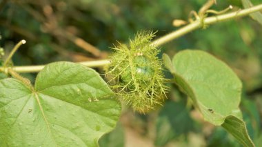 Passiflora Foetida 'nın yeşil olgunlaşmamış meyvesi. Yosunlu tutku çiçeği, koşu tozu, limon vs. olarak da bilinir. BTM veya Madiwala Gölü 'nde görüldü