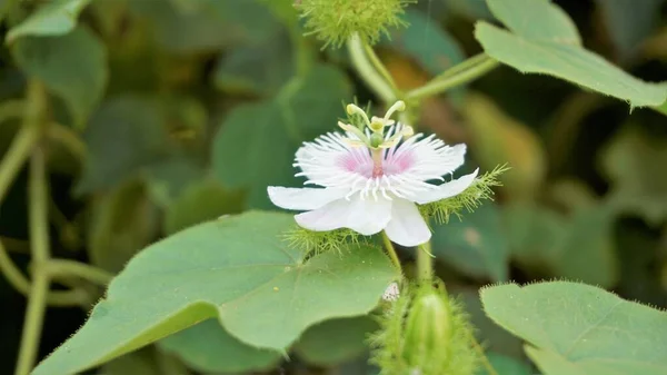 Flores Passiflora Foetida También Conocida Como Mossy Passiflora Running Pop — Foto de Stock
