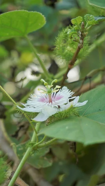 Flowers Passiflora Foetida Also Known Mossy Passionflower Running Pop Wild — 스톡 사진