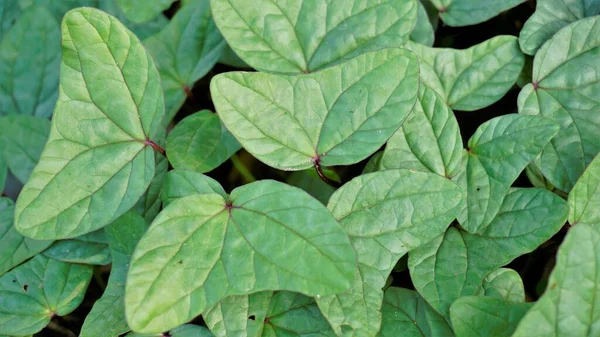 Üçgen şekilli çift yapraklı doğal arka plan görüntüsü. BTM veya Madiwala Gölü Bangalore 'da nadir bulunan bir bitki.