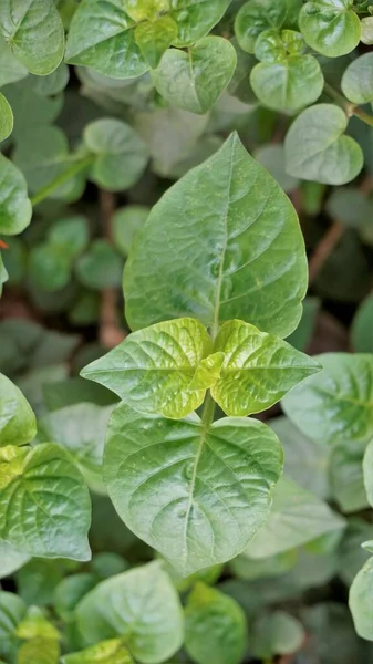 Green Leaves Asystasia Gangetica Also Known Chinese Violet Ganges Primrose — Foto Stock