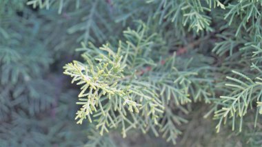 Closeup background image of Arizona cypress also known as Cupressus arizonica. Beautiful natural pattern clipart