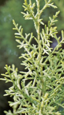 Arizona servisinin yakın plan görüntüsü Cupressus arizonica olarak da bilinir. Güzel doğal desen