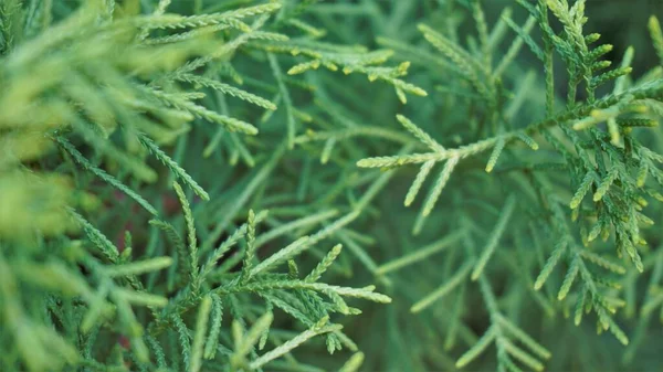 Closeup Background Image Arizona Cypress Also Known Cupressus Arizonica Beautiful — Fotografia de Stock