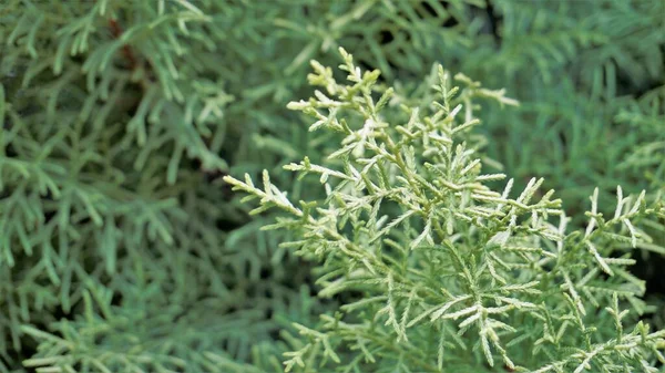 Closeup Background Image Arizona Cypress Also Known Cupressus Arizonica Beautiful — Fotografia de Stock