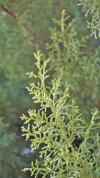 Närbild Bakgrundsbild Arizona Cypress Även Känd Som Cupressus Arizonica Vackert — Stockfoto