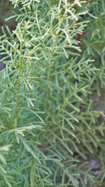 Closeup Background Image Arizona Cypress Also Known Cupressus Arizonica Beautiful — Fotografia de Stock