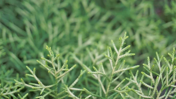 Closeup Background Image Arizona Cypress Also Known Cupressus Arizonica Beautiful — Fotografia de Stock