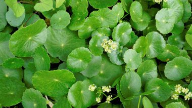 Hydrocotyle verticillata, çiçekli marshpennywort olarak da bilinir.
