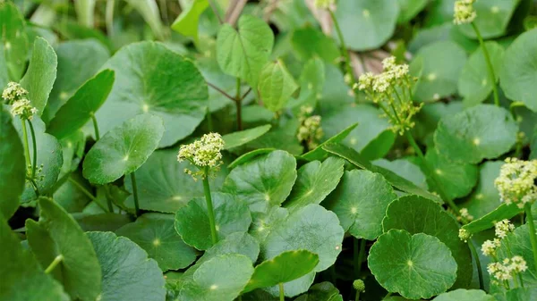Hydrocotyle Verticillata Also Known Whorled Marshpennywort Flowers — Stock Photo, Image
