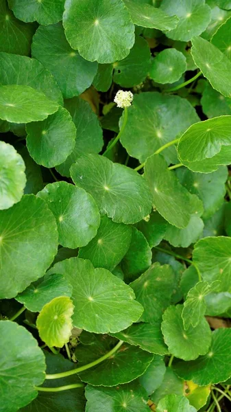 Hydrocotyle Verticillata Ook Bekend Als Gekorst Marshpennywort Met Bloemen — Stockfoto