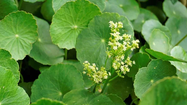 Hydrocotyle Verticillata Ook Bekend Als Gekorst Marshpennywort Met Bloemen — Stockfoto