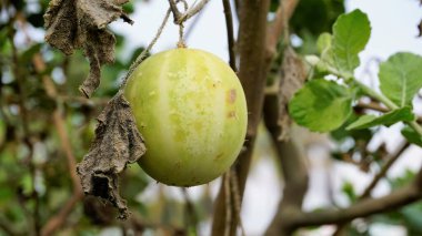 Echinocystis lobata 'nın güzel olgun meyvesi. Vahşi, çılgın salatalık olarak da bilinir.