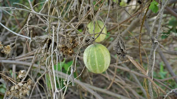 Bela Fruta Madura Echinocystis Lobata Também Conhecido Como Selvagem Pepino — Fotografia de Stock